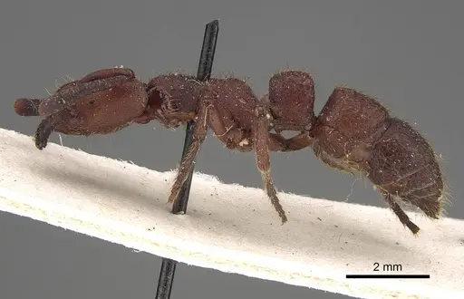 Bothroponera sanguinea specimen CASENT0922362 image casent0922362_3
