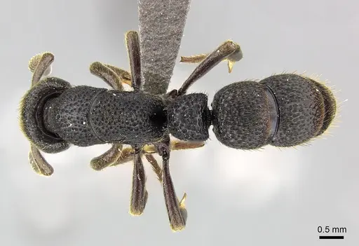 Bothroponera sculpturata specimen CASENT0235608 image casent0235608_1