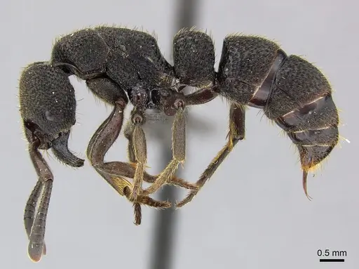 Bothroponera sculpturata specimen CASENT0235608 image casent0235608_3