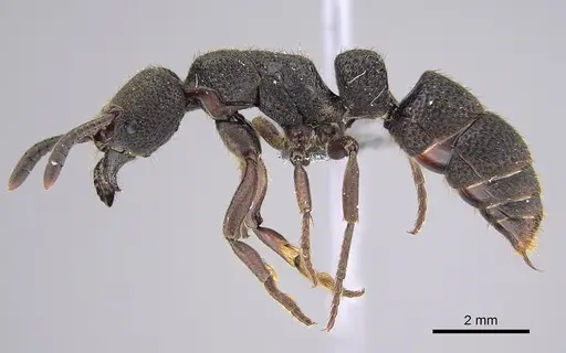 Bothroponera sculpturata specimen CASENT0815957 image casent0815957_1