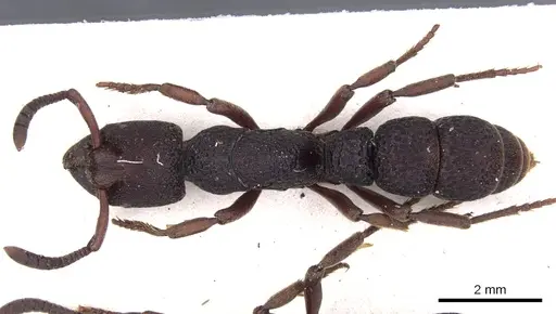Bothroponera sculpturata specimen CASENT0902469 image casent0902469_1