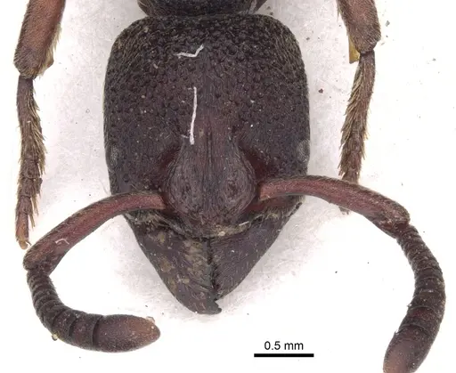 Bothroponera sculpturata specimen CASENT0902469 image casent0902469_2