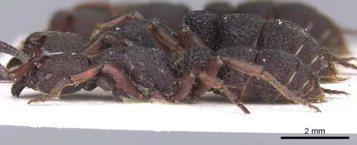 Bothroponera sculpturata specimen CASENT0902469 image casent0902469_3
