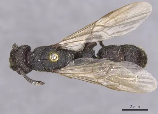 Bothroponera sculpturata specimen CASENT0915469 image casent0915469_1