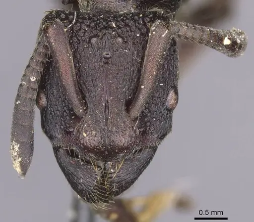 Bothroponera sculpturata specimen CASENT0915469 image casent0915469_2