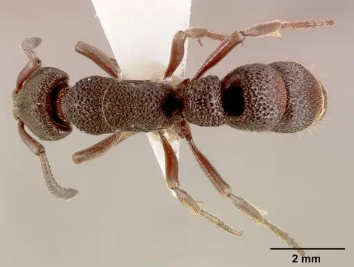 Bothroponera sculpturata specimen SAM-HYM-C002608A image sam-hym-c002608a_1