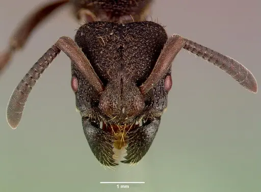 Bothroponera sculpturata specimen SAM-HYM-C009483B image sam-hym-c009483b_2