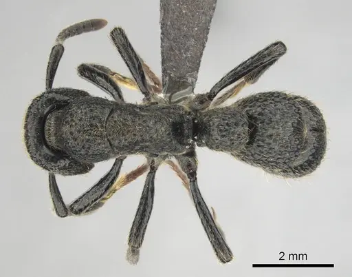 Bothroponera strigulosa specimen CASENT0251944 image casent0251944_1