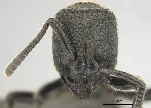 Bothroponera strigulosa specimen CASENT0251944 image casent0251944_2