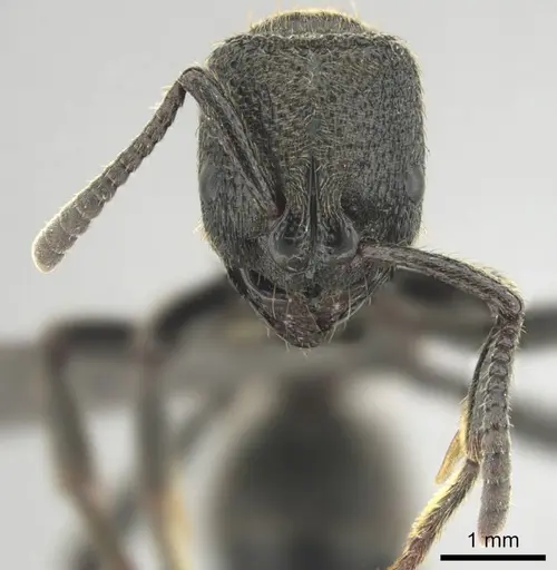 Bothroponera strigulosa specimen CASENT0251944 image casent0251944_3