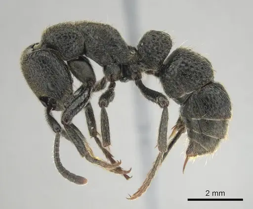 Bothroponera strigulosa specimen CASENT0251944 image casent0251944_4