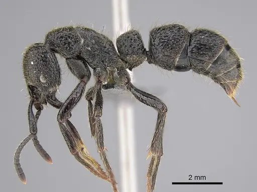 Bothroponera strigulosa specimen CASENT0888212 image casent0888212_1
