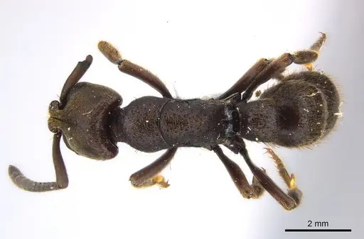 Bothroponera talpa specimen CASENT0217114 image casent0217114_1