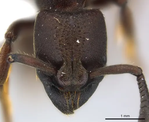 Bothroponera talpa specimen CASENT0217114 image casent0217114_2