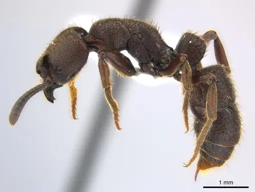 Bothroponera talpa specimen CASENT0217114 image casent0217114_3