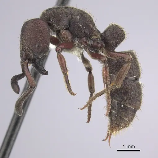 Bothroponera talpa specimen CASENT0249208 image casent0249208_3