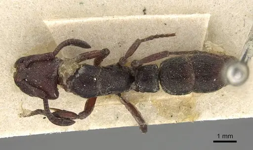 Bothroponera talpa specimen CASENT0922352 image casent0922352_1