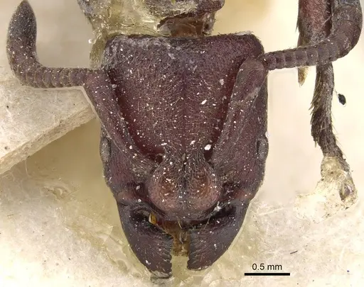 Bothroponera talpa specimen CASENT0922352 image casent0922352_2