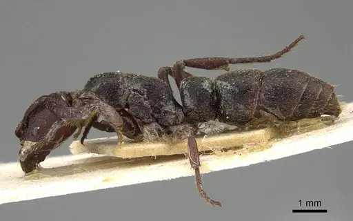 Bothroponera talpa specimen CASENT0922352 image casent0922352_3
