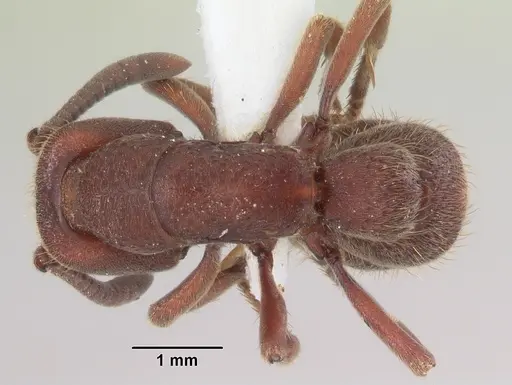 Bothroponera talpa specimen SAM-HYM-C007964 image sam-hym-c007964_1