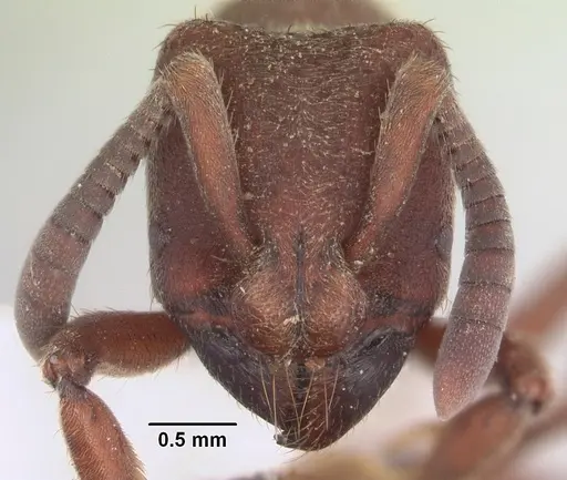 Bothroponera talpa specimen SAM-HYM-C007964 image sam-hym-c007964_2