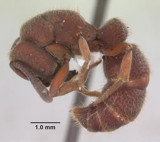 Bothroponera talpa specimen SAM-HYM-C007964 image sam-hym-c007964_3