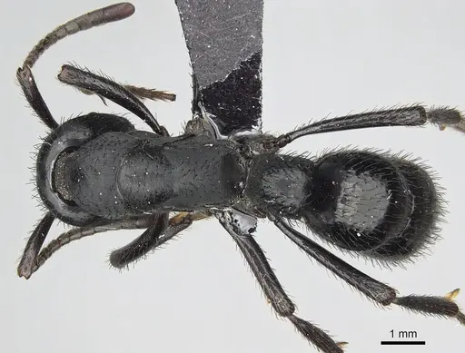 Bothroponera tavaratra specimen CASENT0077442 image casent0077442_1