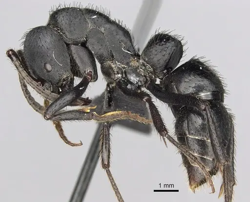 Bothroponera tavaratra specimen CASENT0077442 image casent0077442_3