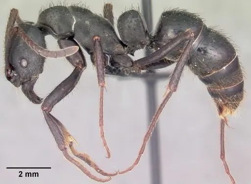 Bothroponera tavaratra specimen CASENT0410152 image casent0410152_3