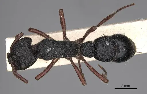 Bothroponera umgodikulula specimen ANTWEB1008601 image antweb1008601_1