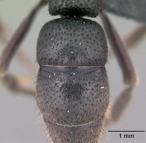 Bothroponera wasmannii specimen CASENT0031384 image casent0031384_2