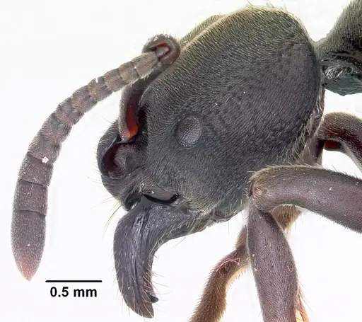 Bothroponera wasmannii specimen CASENT0031384 image casent0031384_4