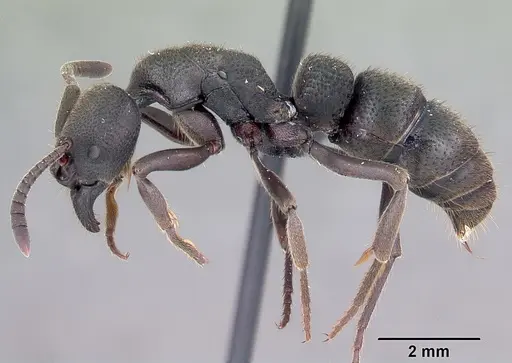Bothroponera wasmannii specimen CASENT0031384 image casent0031384_5