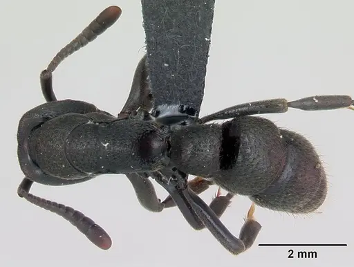 Bothroponera wasmannii specimen CASENT0076787 image casent0076787_1