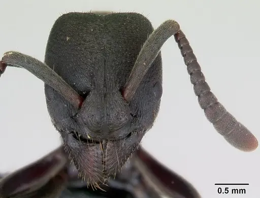 Bothroponera wasmannii specimen CASENT0076787 image casent0076787_2