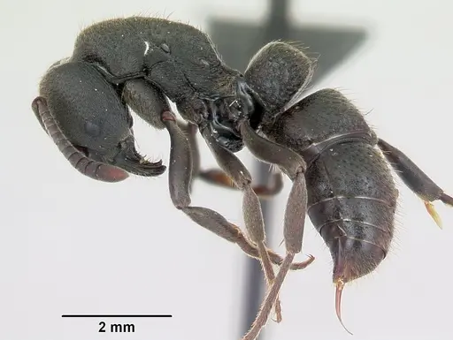 Bothroponera wasmannii specimen CASENT0076787 image casent0076787_3