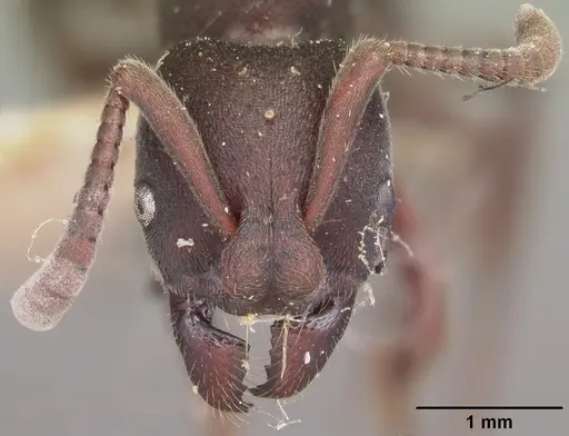 Bothroponera wasmannii specimen CASENT0101038 image casent0101038_2