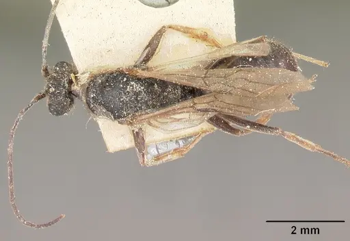 Bothroponera wasmannii specimen CASENT0101042 image casent0101042_1