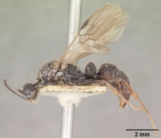 Bothroponera wasmannii specimen CASENT0101042 image casent0101042_4