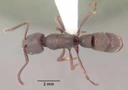 Bothroponera wasmannii specimen CASENT0102409 image casent0102409_1