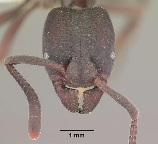 Bothroponera wasmannii specimen CASENT0102409 image casent0102409_2