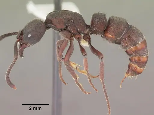 Bothroponera wasmannii specimen CASENT0102409 image casent0102409_3