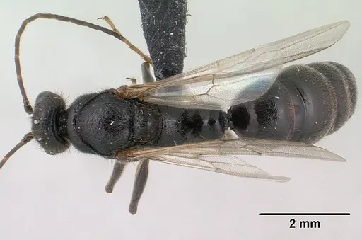 Bothroponera wasmannii specimen CASENT0134532 image casent0134532_1