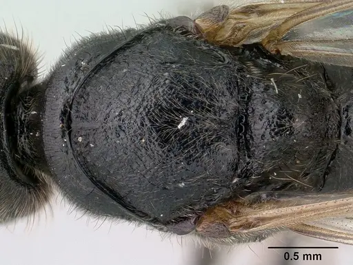 Bothroponera wasmannii specimen CASENT0134532 image casent0134532_2