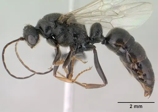 Bothroponera wasmannii specimen CASENT0134532 image casent0134532_4
