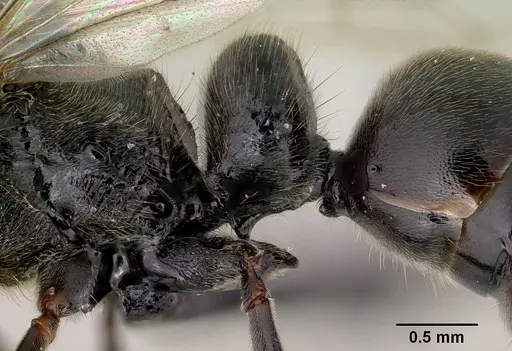 Bothroponera wasmannii specimen CASENT0134532 image casent0134532_5