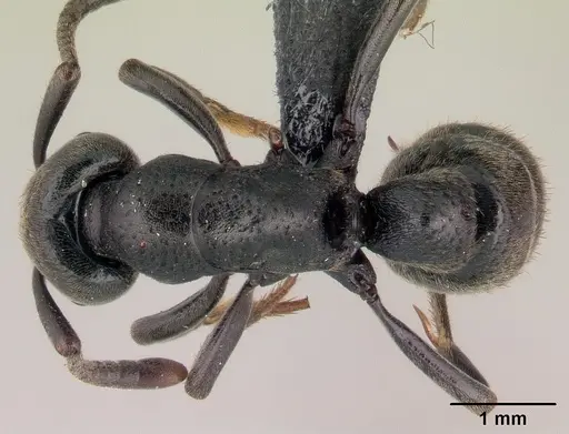 Bothroponera wasmannii specimen CASENT0147275 image casent0147275_1