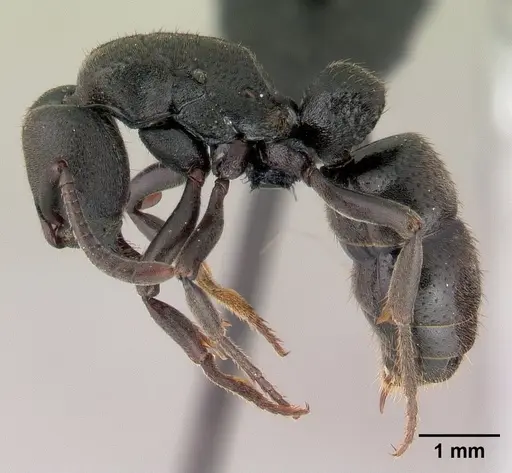 Bothroponera wasmannii specimen CASENT0147275 image casent0147275_3