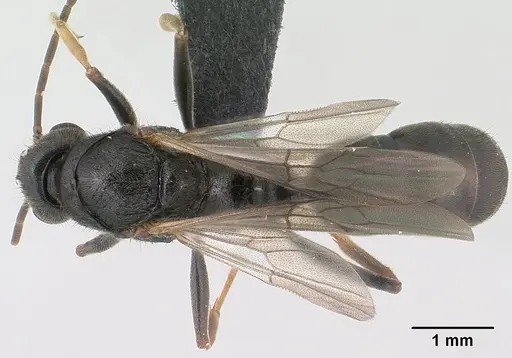 Bothroponera wasmannii specimen CASENT0147642 image casent0147642_1