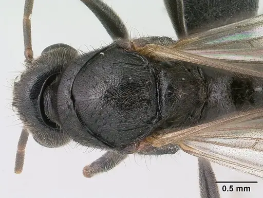 Bothroponera wasmannii specimen CASENT0147642 image casent0147642_2